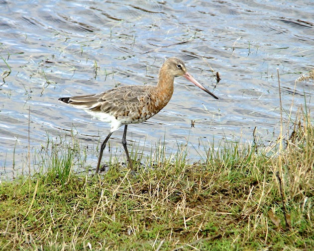 black-tailed godwit